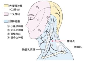 後頭神経痛とは 日本橋整体 日本橋カイロプラクティック